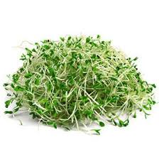 Sprouts Alfaalfa Punnet Each