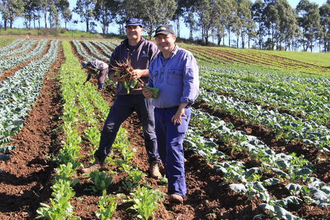 Jaeger's Market Report 31/7/25