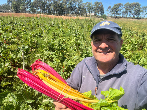 Rainbow Chard & Grains Salad