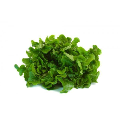 Lettuce Green Oak Each