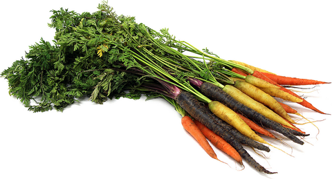 Heirloom Dutch Carrots Bunch