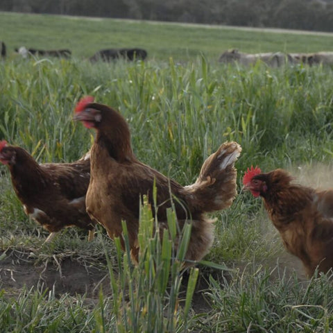 Egg Real Free Range 600G Dozen - Farmer Bill and Rod Pope (Highland Fresh)