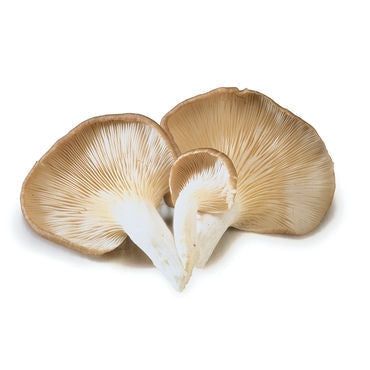 Mushrooms Oyster Punnet