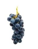 Grapes Muscat 500G Punnet