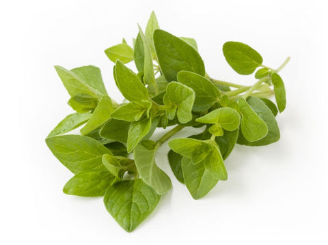 Oregano Bunch