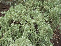 Saltbush Bunch Each