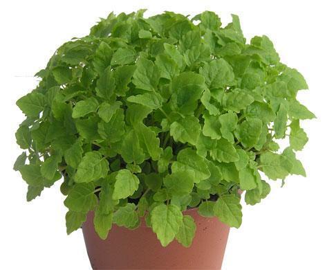 Micro Lemon Balm Punnet Each