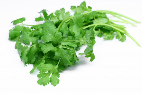 Coriander Bunch