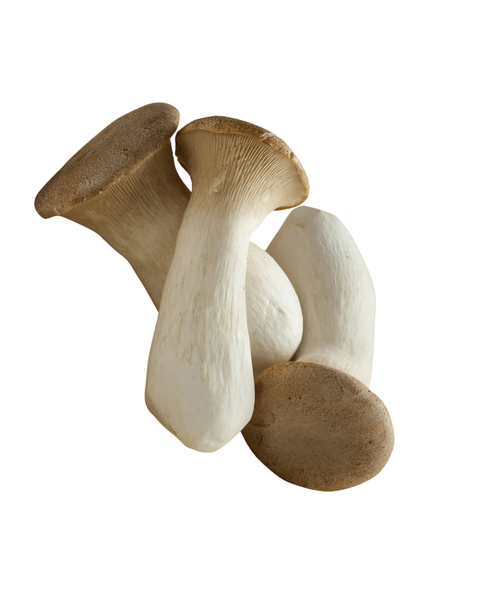 Mushroom King Oyster Punnet