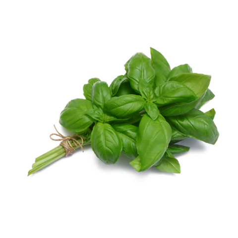 Basil Fresh Bunch