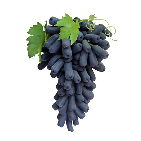 Grapes Black Giant Admora Seedless 500G Punnet