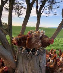 Egg Real Free Range 500G Dozen - Farmer Bill and Rod Pope (Highland Fresh)