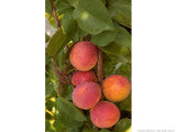 Apricot Punnet 250g - Rougecot variety