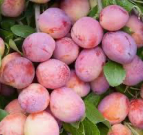 Plums Santa Rosa x 5