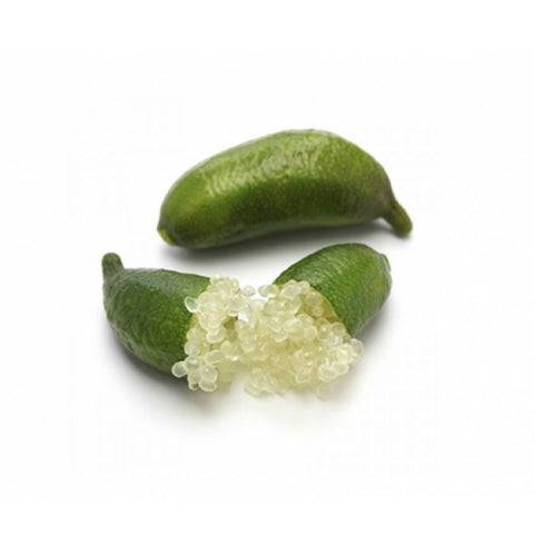 Finger Lime x 3