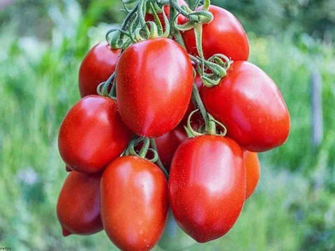 Roma Egg Tomatoes on Vine - Bunch 4 to 6
