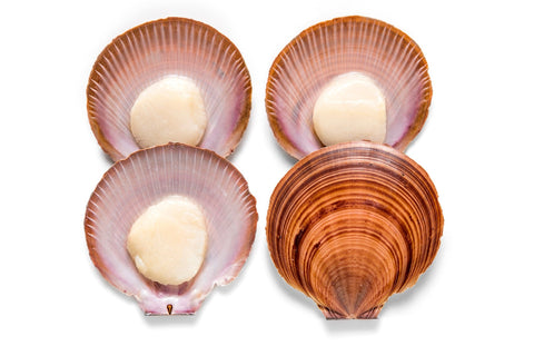 Scallops Fresh Local In Shell Dozen