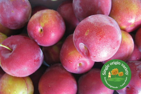 Plums Crimson Blush x 5