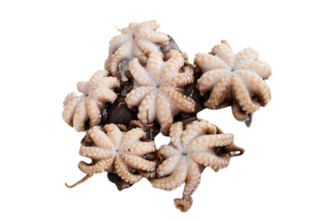 Octopus Baby 500G