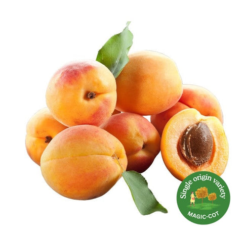 Apricots Punnet 250G - South Australian Gold