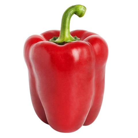 Capsicum Red Each