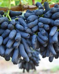 Grapes Sapphire Seedless Premium 500g Punnet